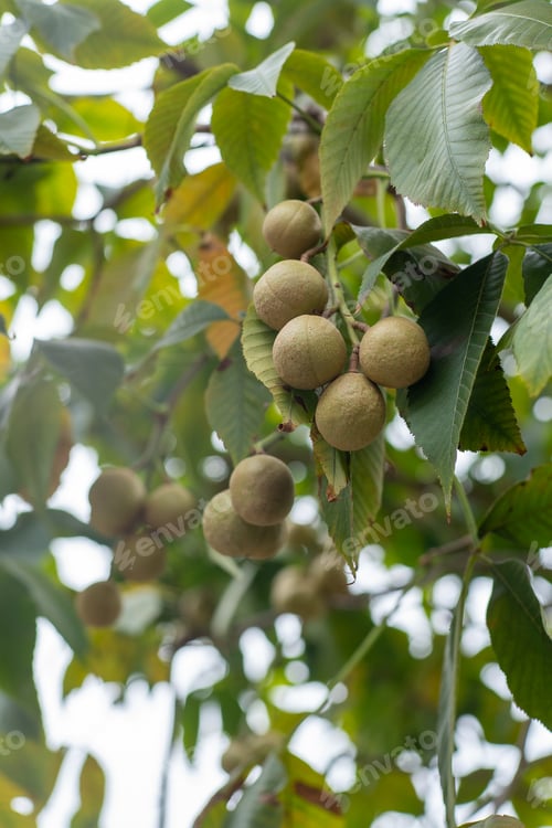 Preview: Aesculus flava Fruits on the tree. Green leaves. Bitter chestnut parviflora Koehnei leaf