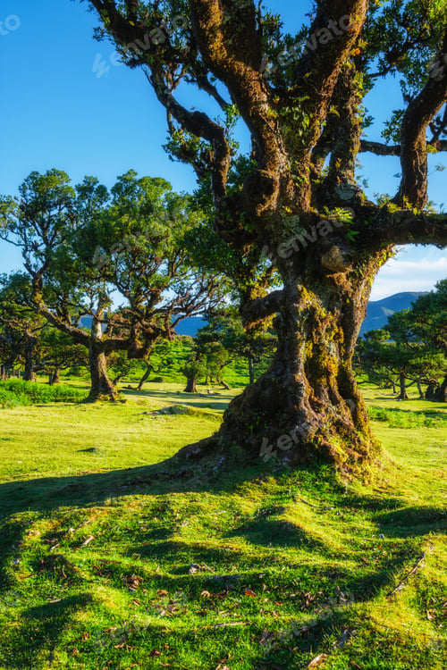 Preview: Fanal forest trees on Madeira island, Portugal