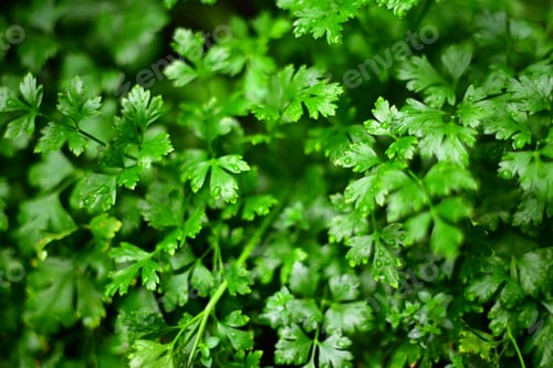 Preview: Vibrant parsley plant leaves covered in water drops