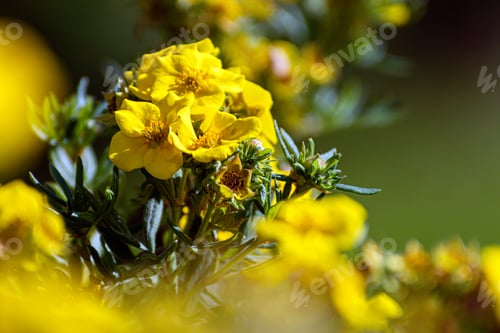 Preview: Bright yellow flowers blooming in a garden during springtime