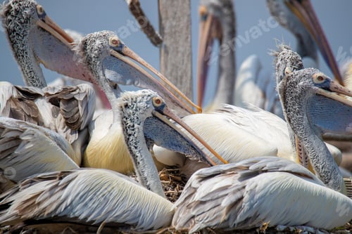 Preview: Vibrant shot of a group of large birds perched near a sea shore