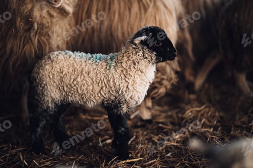 Preview: Flock of sheep in a rustic barn setting.