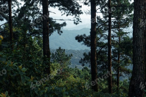 Preview: Summer forest and the road into the forest