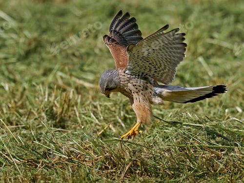 Preview: Common kestrel (Falco tinnunculus)