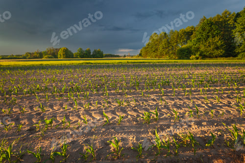 Preview: Storm clouds over a field of young corn