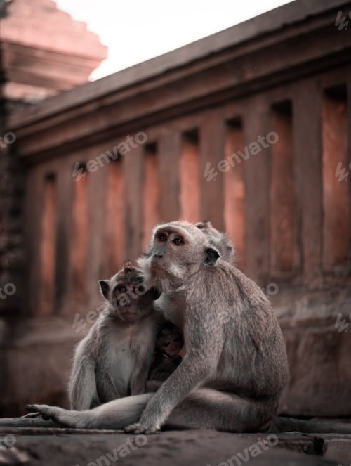 Preview: A family of cuddling monkeys along a temple railing