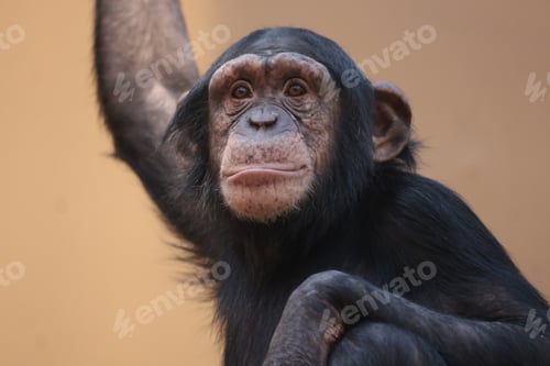 Preview: Chimpanzee primate close up portrait