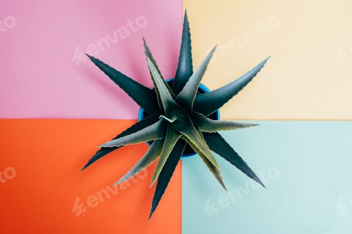 Preview: Aloe vera plant in a multicolor background