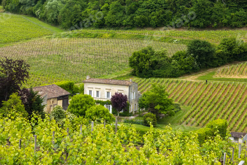 Preview: House and vineyard in the Bordeaux region near St. Emilion