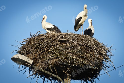 Preview: White storks on their nest
