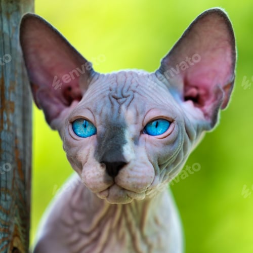 Preview: Portrait of cute Sphynx Hairless kitten of 4 months old with expressive sparkling blue eyes