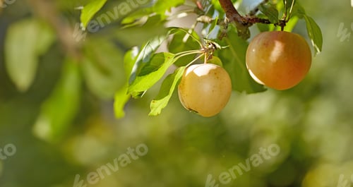 Preview: Fresh apple. Fresh apple in the garden.