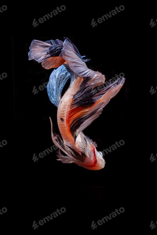 Preview: Colorful Betta Fish