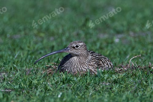 Preview: Eurasian curlew (Numenius arquata)