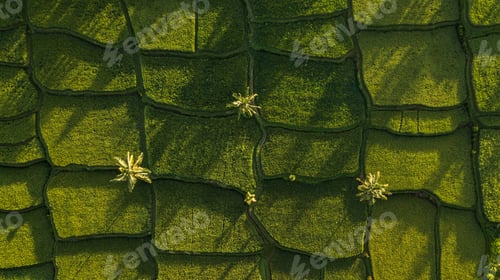 Preview: Nature background in green color Aerial view of green rice terraces in Bali, Ubud. Abstract geometry