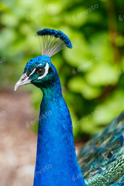 Preview: Peacock in Launceston Tasmania Australia