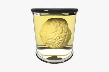 Preview: Human brain in labeled jar