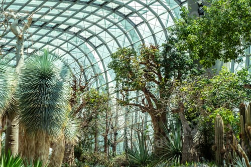 Aperçu: Photo of tropical plants in an Asian greenhouse.