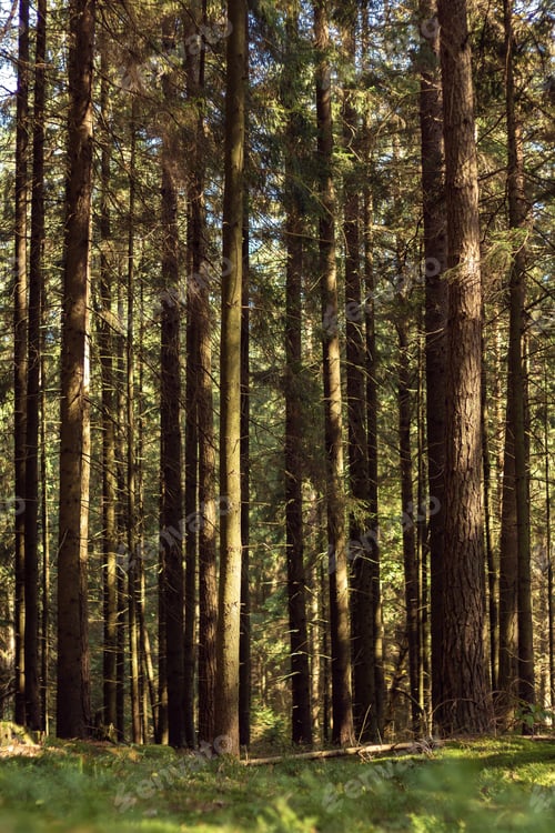 Preview: Thicket, evergreen forest. Tall perennial coniferous trees with green needles. High fir trunks with