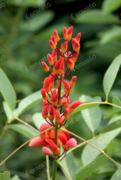 Preview: Red tropical wildflowers