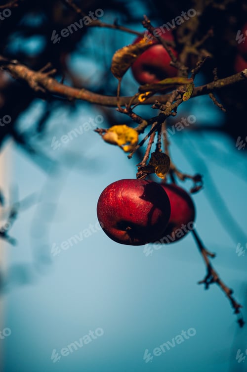 Preview: Closeup of a cluster of ripe apples growing on a lush tree
