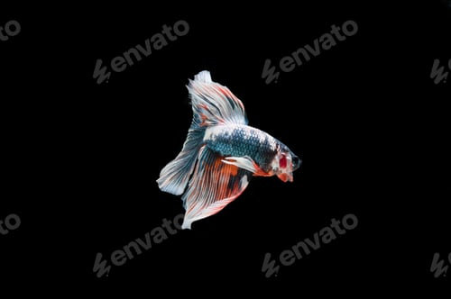 Preview: Beautiful colorful of siamese betta fish
