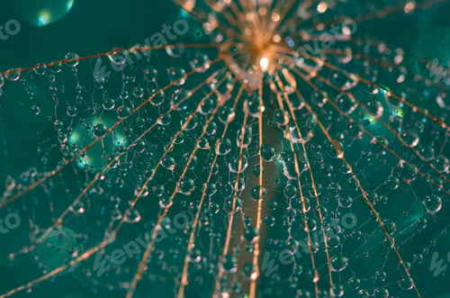 Preview: Water drops on a dandelion fluff close-up on a green background, bokeh.