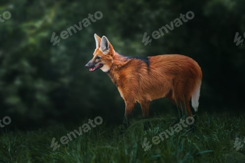 Preview: Maned Wolf (Chrysocyon brachyurus) - South America Canid