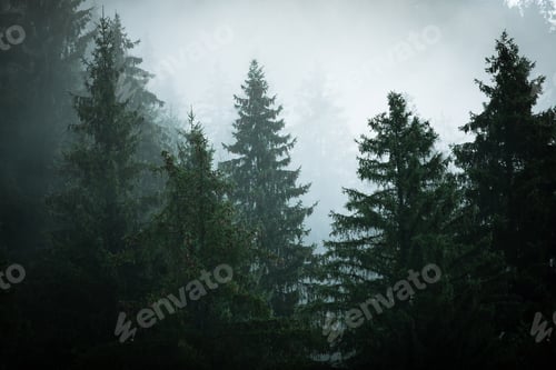 Preview: Pine forest in the fog
