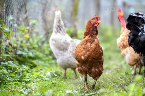 Preview: Hens feeding on traditional rural barnyard. Close up of chicken on barn yard. Free range poultry