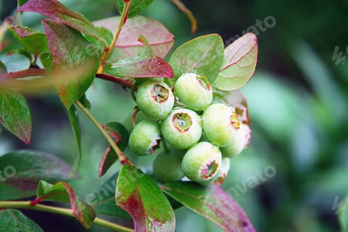 Preview: Green unripe blueberries on the bush