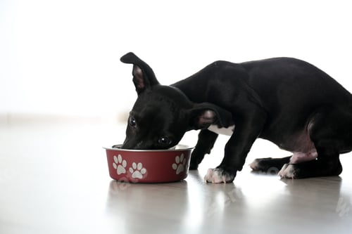 Preview: Cute little puppy near feeding bowl indoors. Baby animal