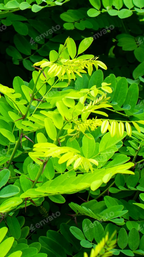 Preview: green robinia leaves background or texture