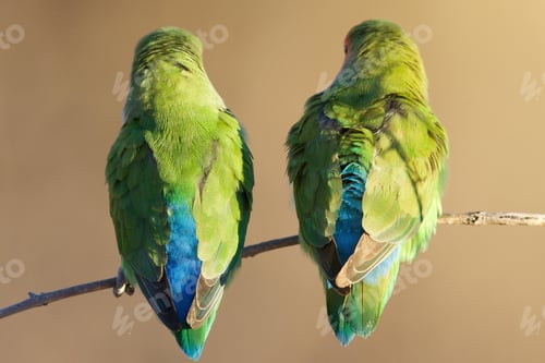 Preview: lovebirds, lover bird, lovely
