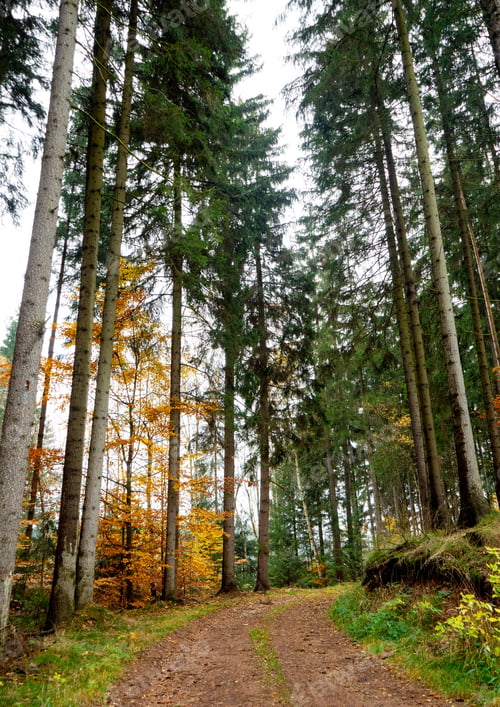 Preview: road through the forest in autumn