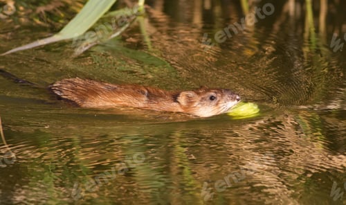 Preview: Ondatra zibethicus, muskrat. the animal collects apples on the shore and drags them to its home