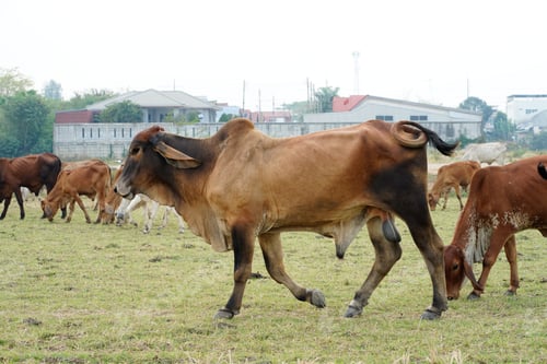 Preview: Cow in the green grass