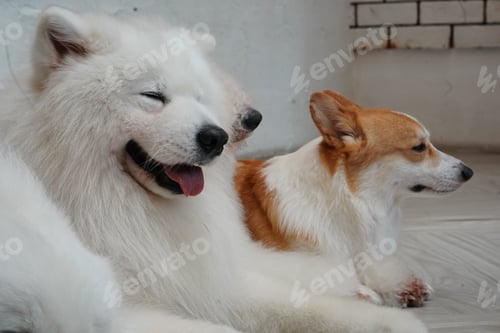 Preview: Cute dog at home