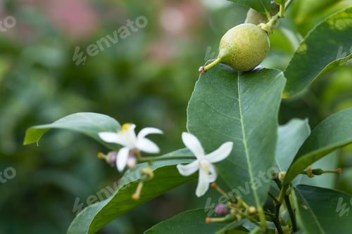 Preview: white lemon flowers and ovary