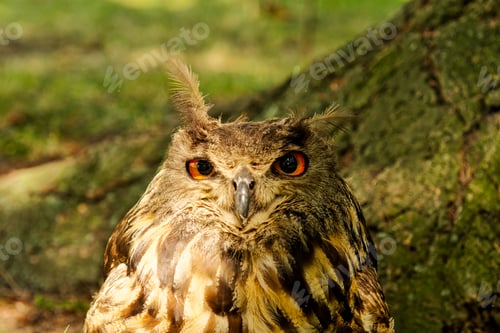 Preview: Eagle-owl (Bubo bubo) with blurred background