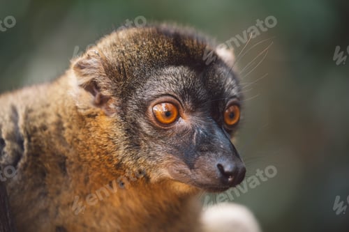 Preview: Madagascar