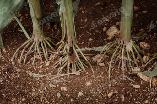 Preview: Roots of corn growing in soil in field