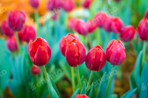 Preview: The beautiful colorful verity Winter flowers in garden of winter flower show festival.