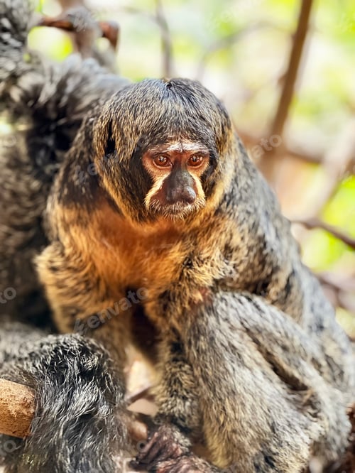 Preview: Cute Brown Hairy Baby Sloth Hanging With Mother on Tropical Tree With Green Leaves In Jungles