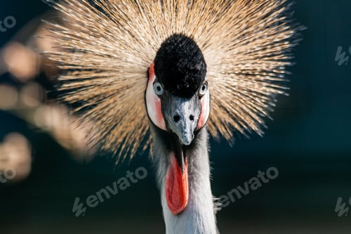 Preview: Beautiful crowned crane (Balearica pavonina)