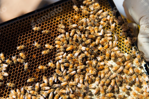 Preview: Closeup of Honey bees on beekeeping frame
