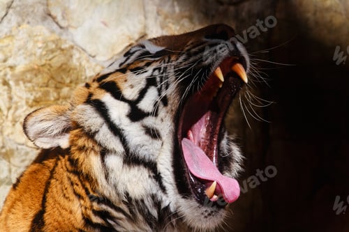 Preview: Bengal tiger