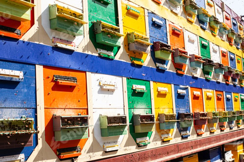 Preview: Apiary with bees collecting pollen, pollen, honey, mobile apiary.