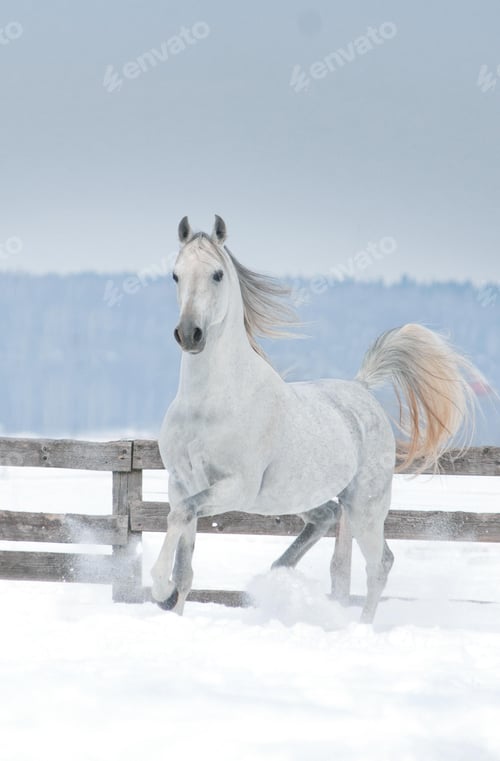 Preview: arabian, horse, mare, stallion, riding