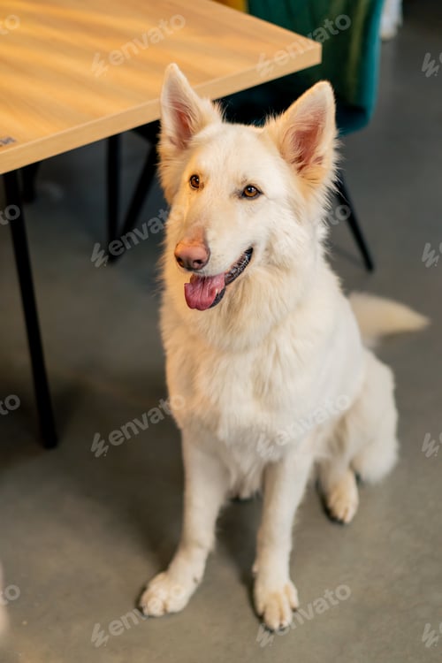 Preview: Swiss Shepherd dog sits on the floor in a cafe and listens to the owner's command